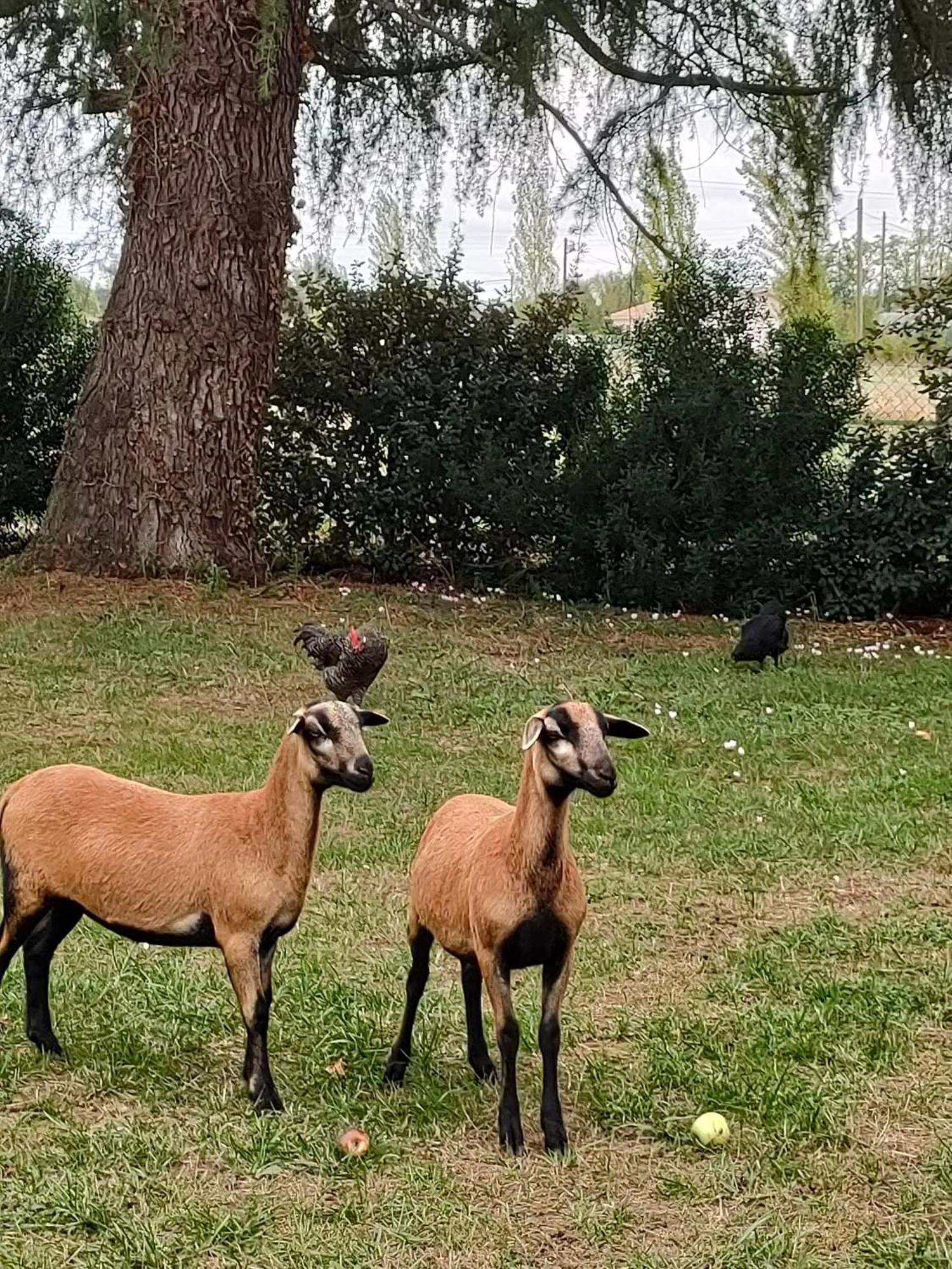 L' Embellie Sur Lot Panzió Sainte-Livrade-sur-Lot Kültér fotó